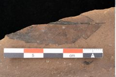 Foto (Detailsansicht) von Quercus palaeoilex Ettingshausen (NHMW-GEO-2024-0188-0922)